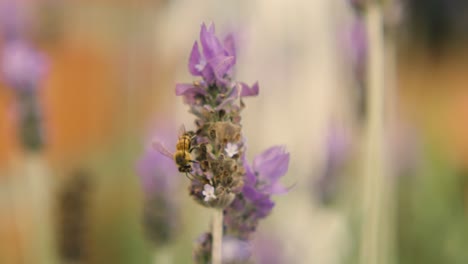 A-Honeybee's-Delicate-Dance:-Nectar-Gathering-Flight-Around-a-Lavender-Blossom-in-a-Fragrant-Garden-003