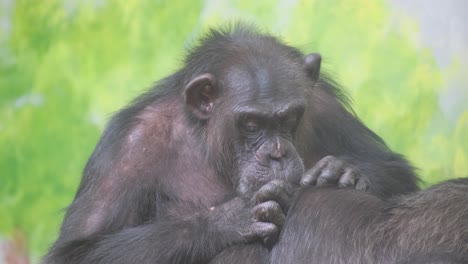 Retrato de un chimpancé