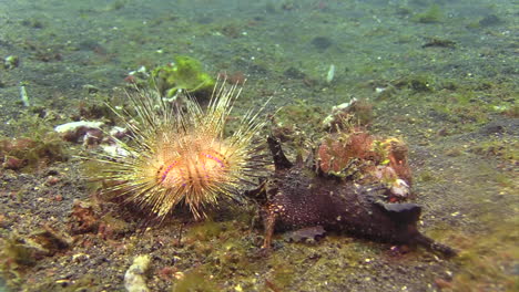 radiant sea urchin approaching spiny devilfish ambushing prey, long shot