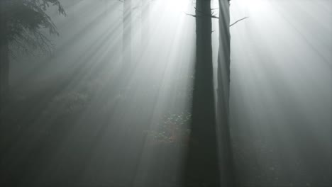 coniferous forest backlit by the fising sun on a misty