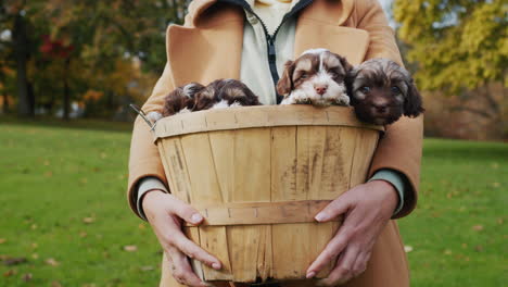 a woman holds a basket full of cute little puppies