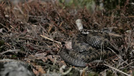 Viper-Wärmt-Sich-In-Freier-Wildbahn-Auf,-Schlange-Nach-Dem-Winter-Im-Frühling