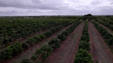 Sunset-scenery,-Farming-industry-location,-Brazilian-economy,-aerial