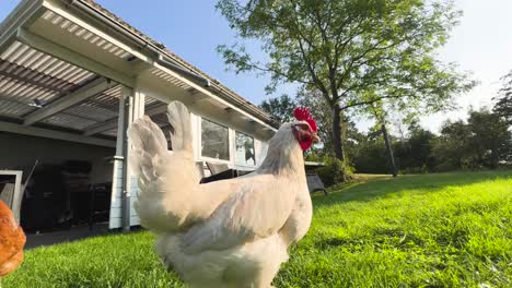 white chicken walking around in park, house in background