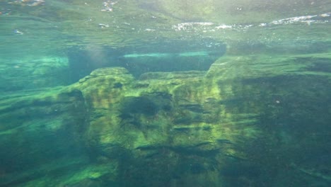 a dolphin glides through clear underwater scenery