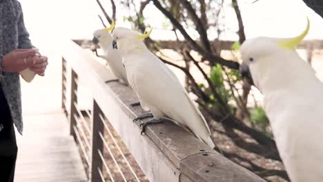 person feeding cockatoos on a wooden railing