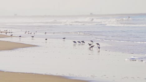 pássaros sanderling alimentando-se de uma praia