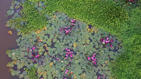 Seerose-Am-Flussufer-Im-Bach,-Mangrovenwald-Im-Binnengewässer,-Seerose-Wächst-Mit-Moosen-Und-Gräsern,-Seerose-Blüht,-Schöne-Luftaufnahme,-Gruppe,-Blüte,-Feld,-Oben