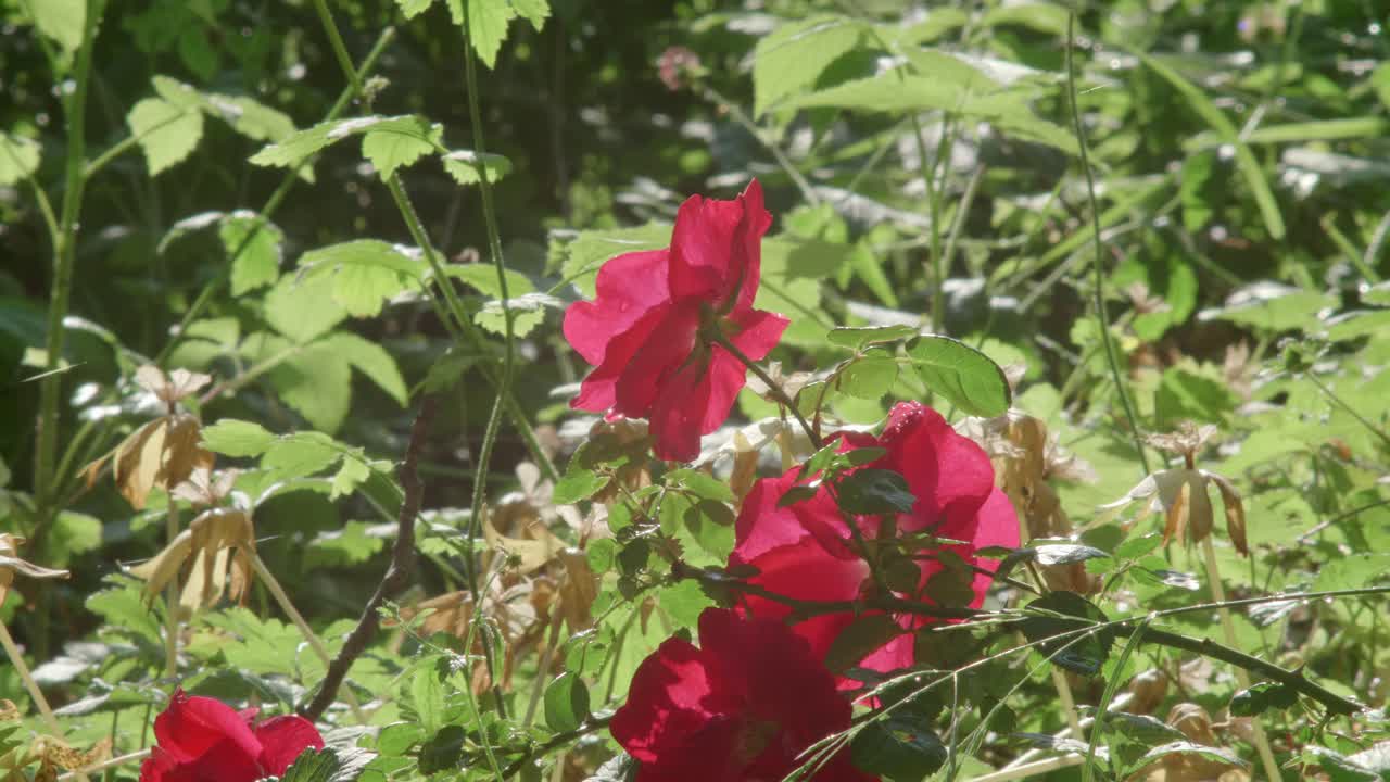 flores de rosas rojas cubiertas de telarañas que reflejan la luz del sol.