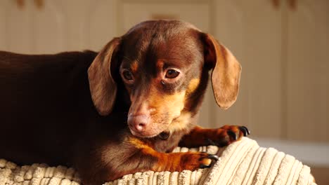 little dachshund relaxing on sofa