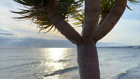 Soleada-Vista-Al-Mar-Tropical-Con-Una-Gran-Palmera,-Relajante-Y-Tranquilo-Destino-De-Vacaciones-Marbella-España,-Tiro-Estático-De-4k