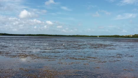 Dolly-in-aerial-drone-shot-flying-over-a-natural-sand-bar-with-exotic-birds-flying-in-the-tropical-Guaraíras-Lagoon-in-the-touristic-beach-town-of-Tibau-do-Sul,-Brazil-in-Rio-Grande-do-Norte