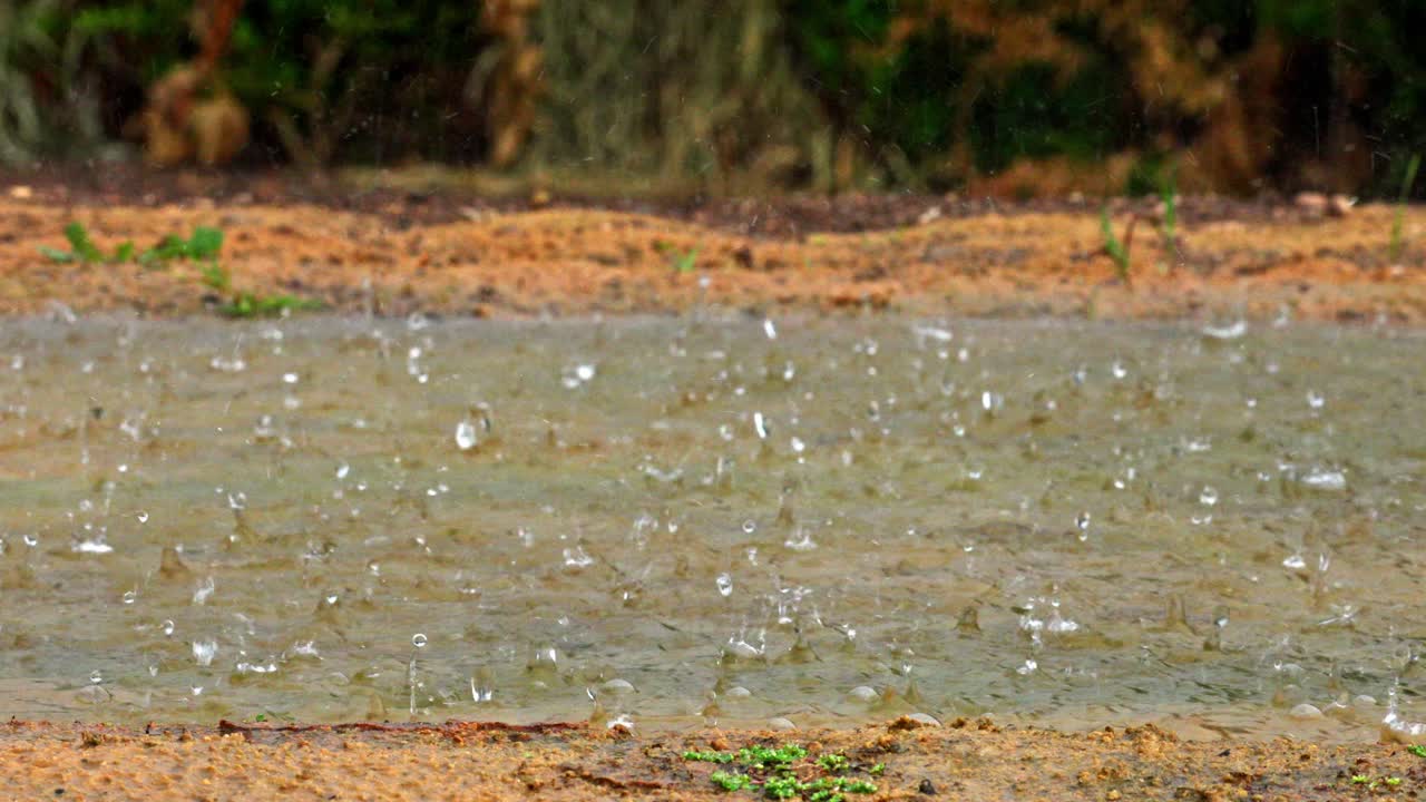 Raindrops falling on a puddle
