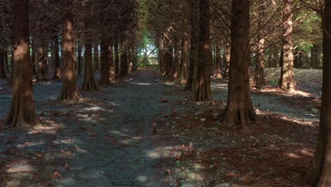 Drone-low-flyover-capturing-a-tranquil-forest-path-lined-with-Bald-Cypress-trees,-featuring-cracked-earth-and-dappled-sunlight-filtering-through-the-canopy-during-dry-season,-aerial-shot