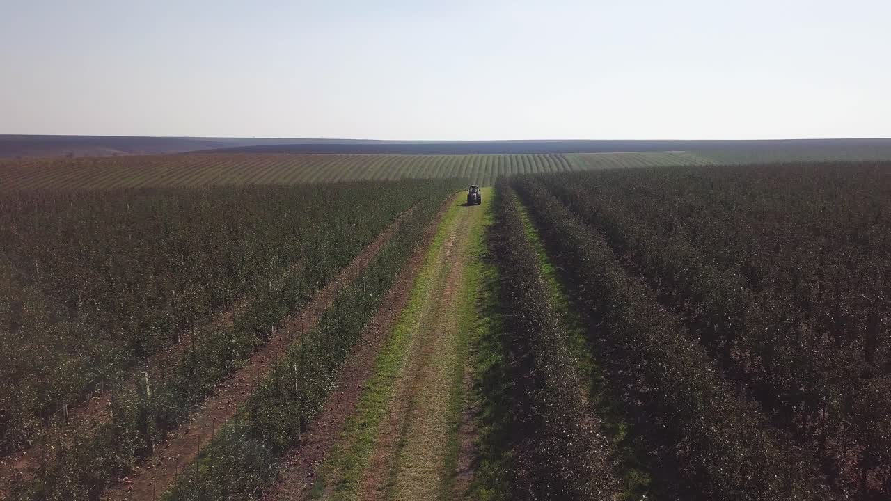 One tractor is moving on the field between the big apple plantation in summer. Green trees of apples planting in rows. Camera moves forward. Aerial view