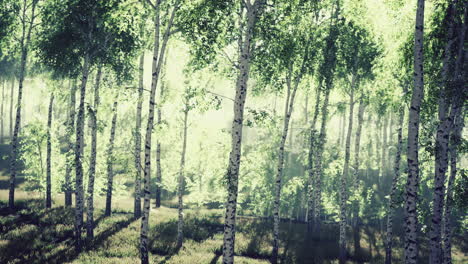 árboles de abedul en la hierba verde