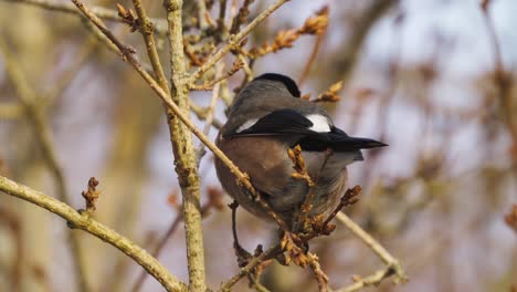 Eurasian-bullfinch-bird-from-behind-telephoto-closeup-shot,-zoom-in,-day