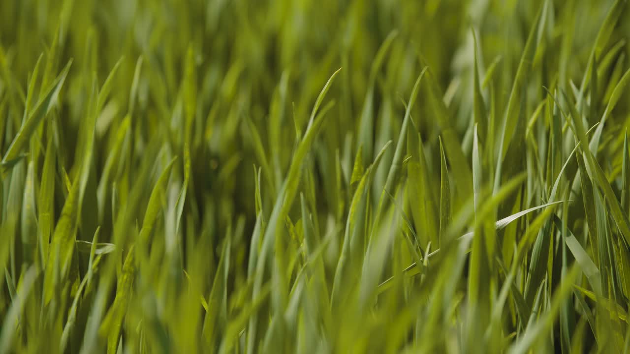 cultivos jóvenes que crecen en la granja