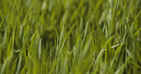 young crops growing at farm