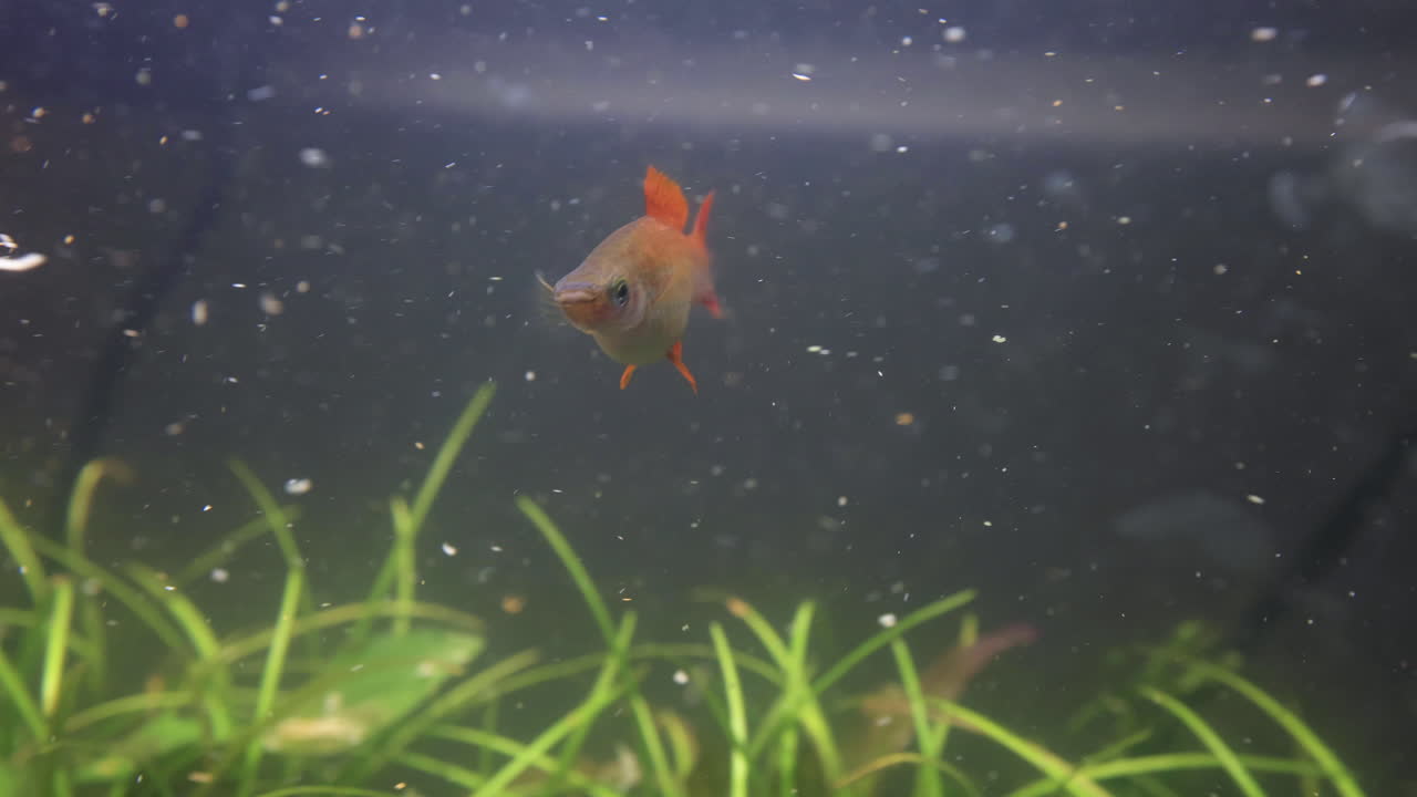 peces comiendo en un acuario plantado en vivo 4k