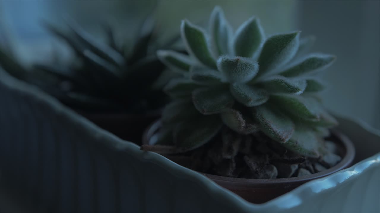 plantas suculentas sentadas en el alféizar de la ventana al atardecer