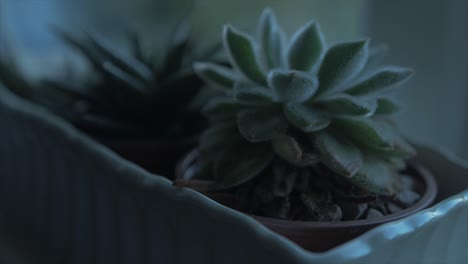 succulent plants sitting in windowsill dusk