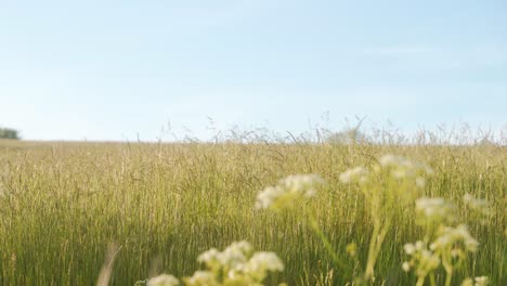 Sideways-dolly-of-cow-parsley-in-foreground-and-tall-grass-in-background-under-clear-blue-skies