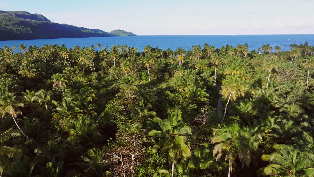 Palm tree canopy flight over tropical forest towards the pristine Rincon beach in the Dominican Republic, Las Galeras, Samana