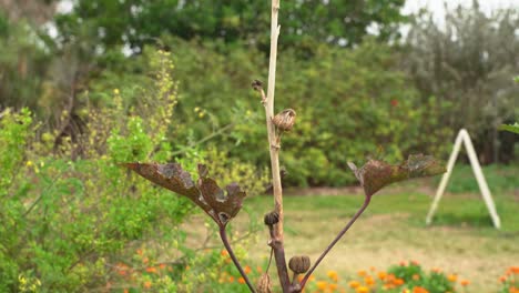 Nice shot of dried up Okra vegetable plant produce vegan crop for cooking and health benefits