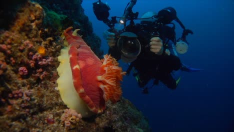fotógrafo submarino tomando fotos de nudibranquio bailarín español
