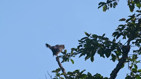 Crested-Serpent-Eagle,-Spilornis-cheela,-4K-Footage,-Kaeng-Krachan-National-Park,-Thailand