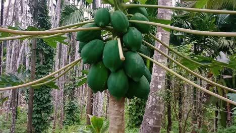 Close-up-zoom-in-shot-of-unripe-papayas-on-the-tree