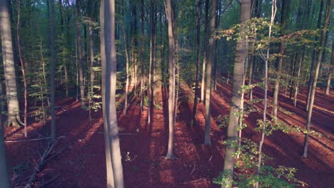 Sunset-over-the-green-and-brown-forest--aerial-reverse