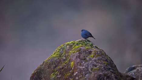 plumbeous water redstart on rock in water stream in forest