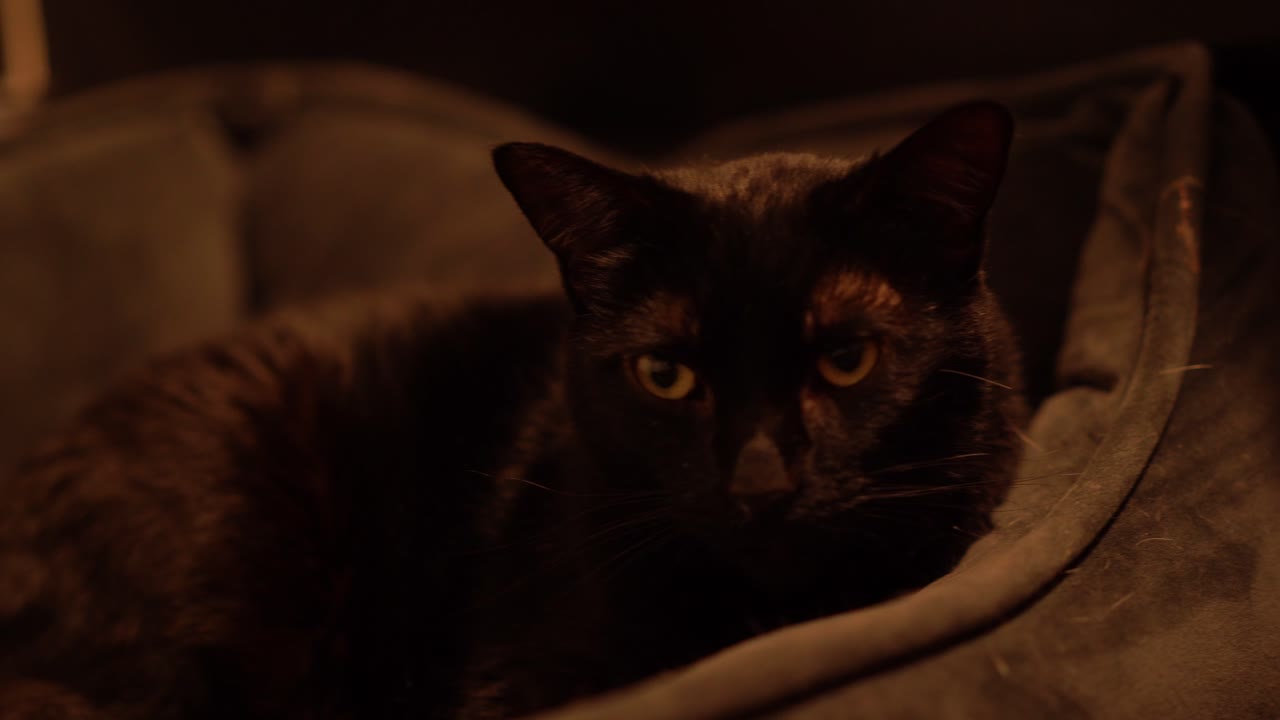 Black Cat sleeping peacefully motion shot