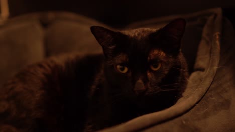 black cat sleeping peacefully motion shot