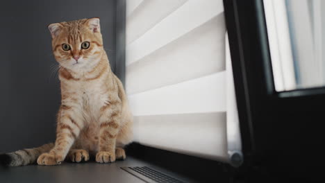 Überraschte-Junge-Katze-Sitzt-Auf-Der-Fensterbank