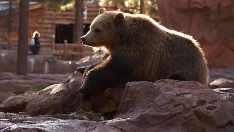 Zeitlupenvideo-Eines-Grizzlybären,-Der-Auf-Einem-Felsen-In-Der-Nähe-Eines-Kleinen-Teichs-Faulenzt