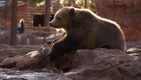 Video-En-Cámara-Lenta-De-Un-Oso-Grizzly-Descansando-En-Una-Roca-Cerca-De-Un-Pequeño-Estanque