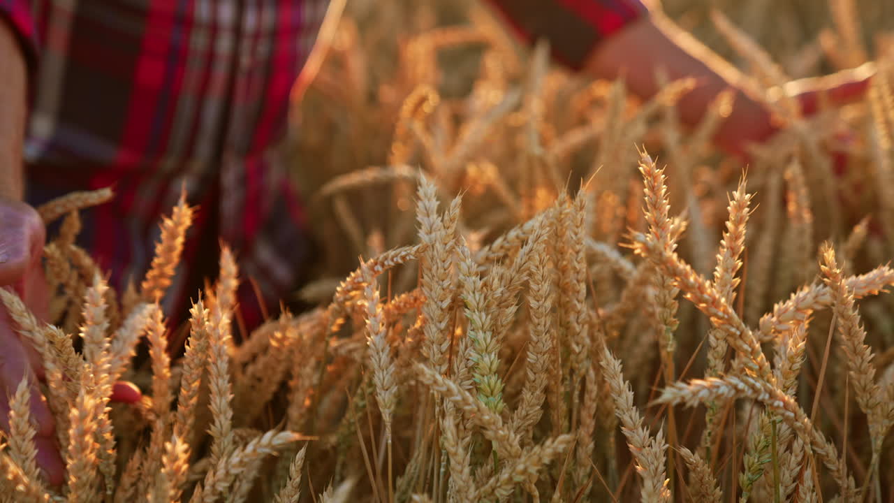 Unrecognized male old hands stroking the ripe dry ears of wheat. Farmer strokes his crop of corn with love.
