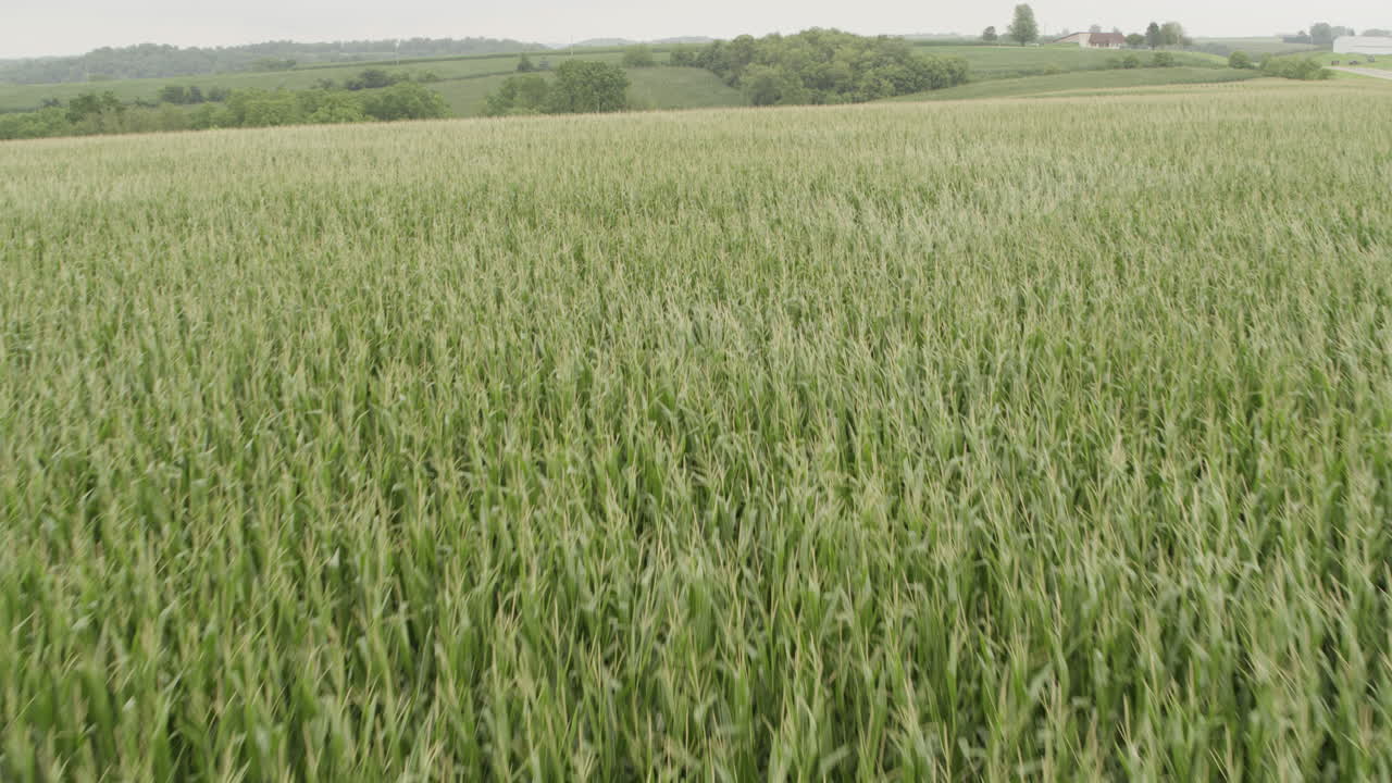 antena, campo de maíz que sopla el viento en la granja agrícola