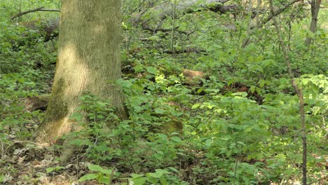 Ein-Vogel,-Der-Unter-Den-Baum-Springt-Und-Sich-Vor-Menschen-Versteckt