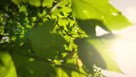 branches and leaves waveing in the wind