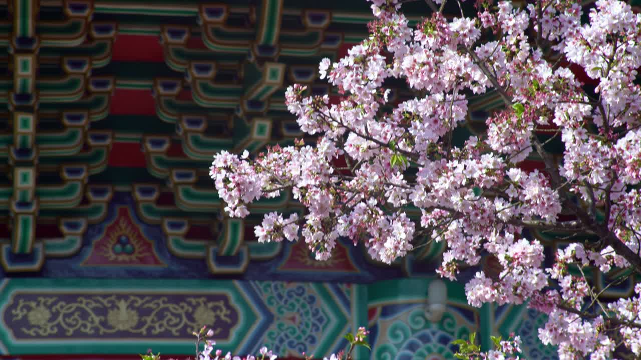 4k flor de cerezo sakura en el templo de tian yuan gong en taipei. taiwán