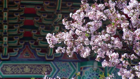 4k cherry blossom sakura flower at tian yuan gong temple in taipei. taiwan