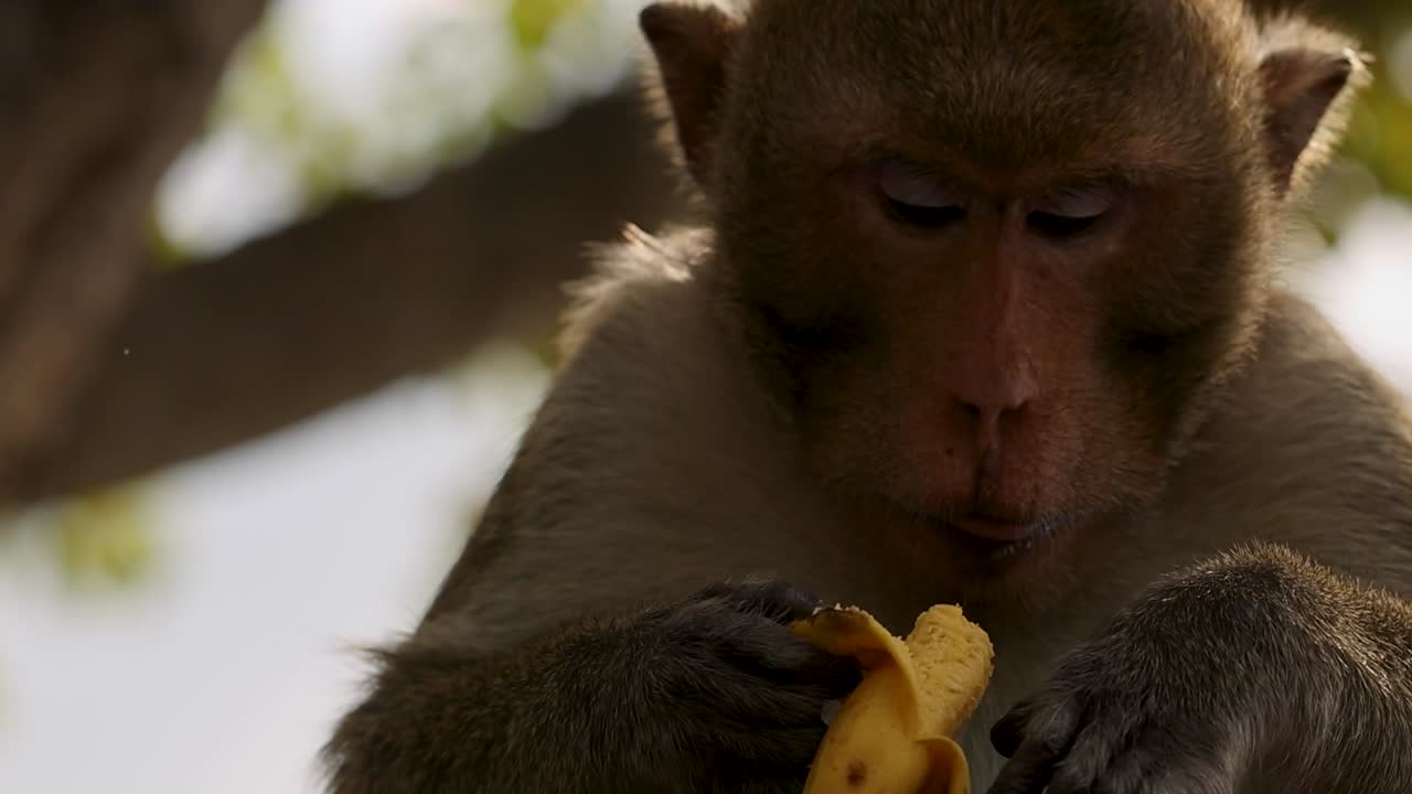 macaco comiendo plátano en un árbol