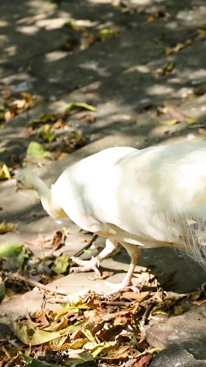 pájaro pavo blanco caminando a través de la luz del sol moteada