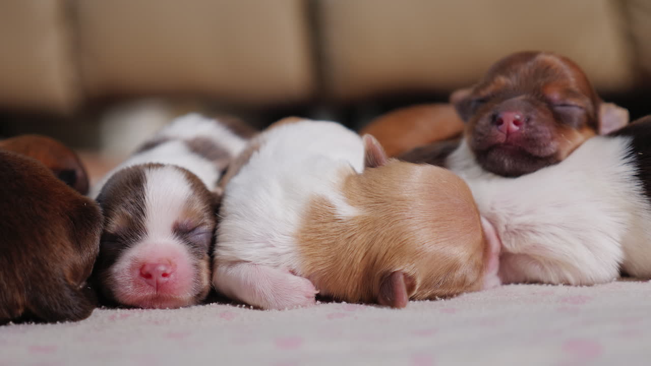 camada de lindos cachorros recien nacidos 01