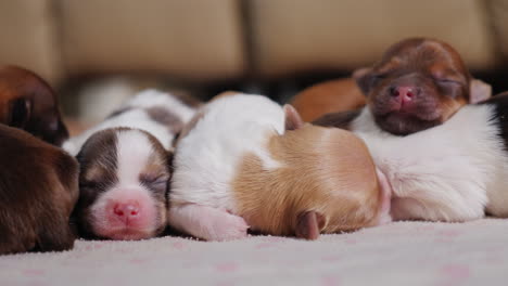 camada de lindos cachorros recien nacidos 01
