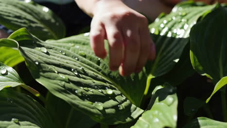 a child's hand gently touching dew-covered green leaves